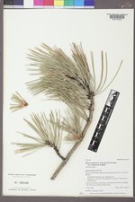 Pinus ponderosa image