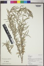 Salix exigua subsp. exigua image