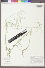 Pennellia longifolia image