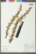 Berberis fendleri image