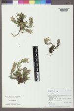 Castilleja pulchella image