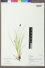 Carex hoodii image