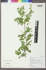 Caragana arborescens image