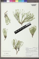 Chaetopappa ericoides image