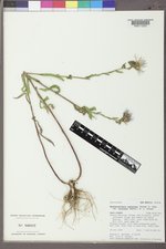 Dieteria canescens var. aristata image