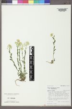 Draba spectabilis var. spectabilis image