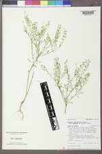 Lepidium densiflorum var. ramosum image