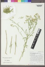 Lepidium alyssoides var. eastwoodiae image
