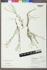 Xanthisma spinulosum image