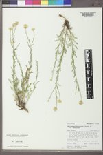 Xanthisma spinulosum var. spinulosum image