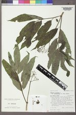 Sambucus racemosa var. melanocarpa image