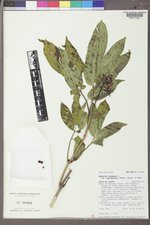 Sambucus racemosa subsp. racemosa image