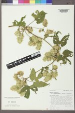 Humulus lupulus var. neomexicanus image