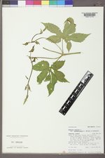 Humulus lupulus image