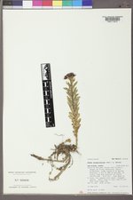 Sedum integrifolium image