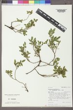 Vaccinium myrtillus image