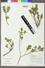 Vaccinium myrtillus var. oreophilum image