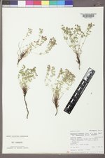 Chamaesyce chaetocalyx image