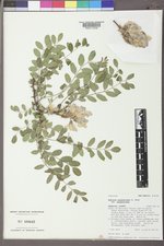 Robinia neomexicana var. neomexicana image