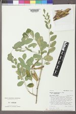 Robinia neomexicana var. neomexicana image