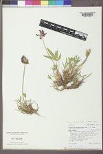 Trifolium attenuatum image