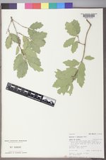 Quercus ×undulata image