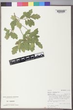 Quercus ×undulata image