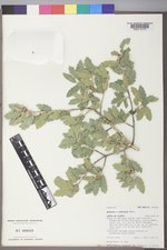 Quercus ×undulata image