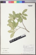 Quercus ×undulata image