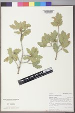 Quercus ×undulata image