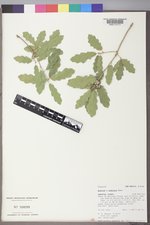 Quercus ×undulata image