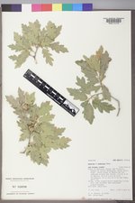 Quercus ×undulata image