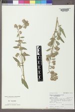 Phacelia heterophylla var. heterophylla image