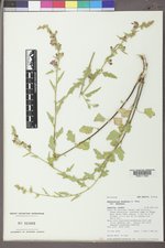 Sphaeralcea fendleri var. fendleri image
