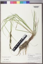 Carex aquatilis var. aquatilis image