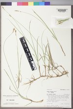 Carex foenea image