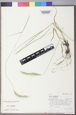 Elymus canadensis var. canadensis image