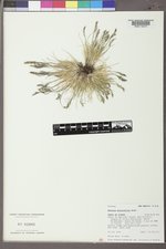 Festuca minutiflora image