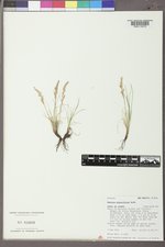 Festuca minutiflora image