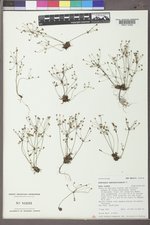 Androsace septentrionalis image