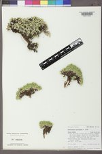 Paronychia pulvinata image