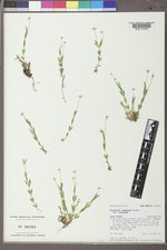 Stellaria longipes image