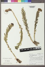 Sedum integrifolium subsp. procerum image