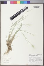 Elymus elymoides subsp. brevifolius image