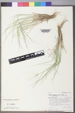 Elymus elymoides subsp. brevifolius image