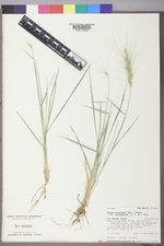 Elymus elymoides subsp. brevifolius image