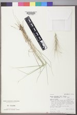 Elymus elymoides subsp. brevifolius image