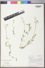 Cerastium arvense image