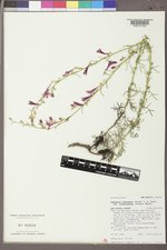 Ipomopsis aggregata subsp. formosissima image