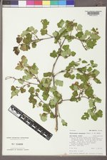 Physocarpus monogynus image